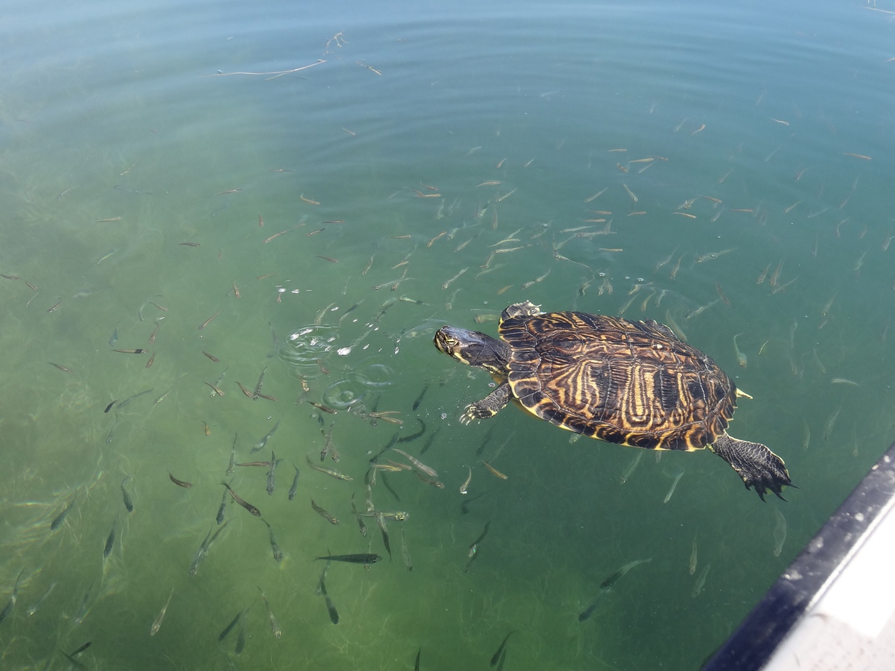 Утки и гуси на озере